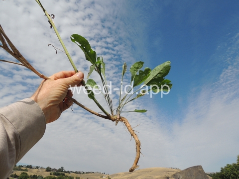 pepperweed, perennial